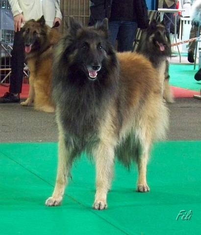 n°83 Corane du parc d'eden 5331.JPG